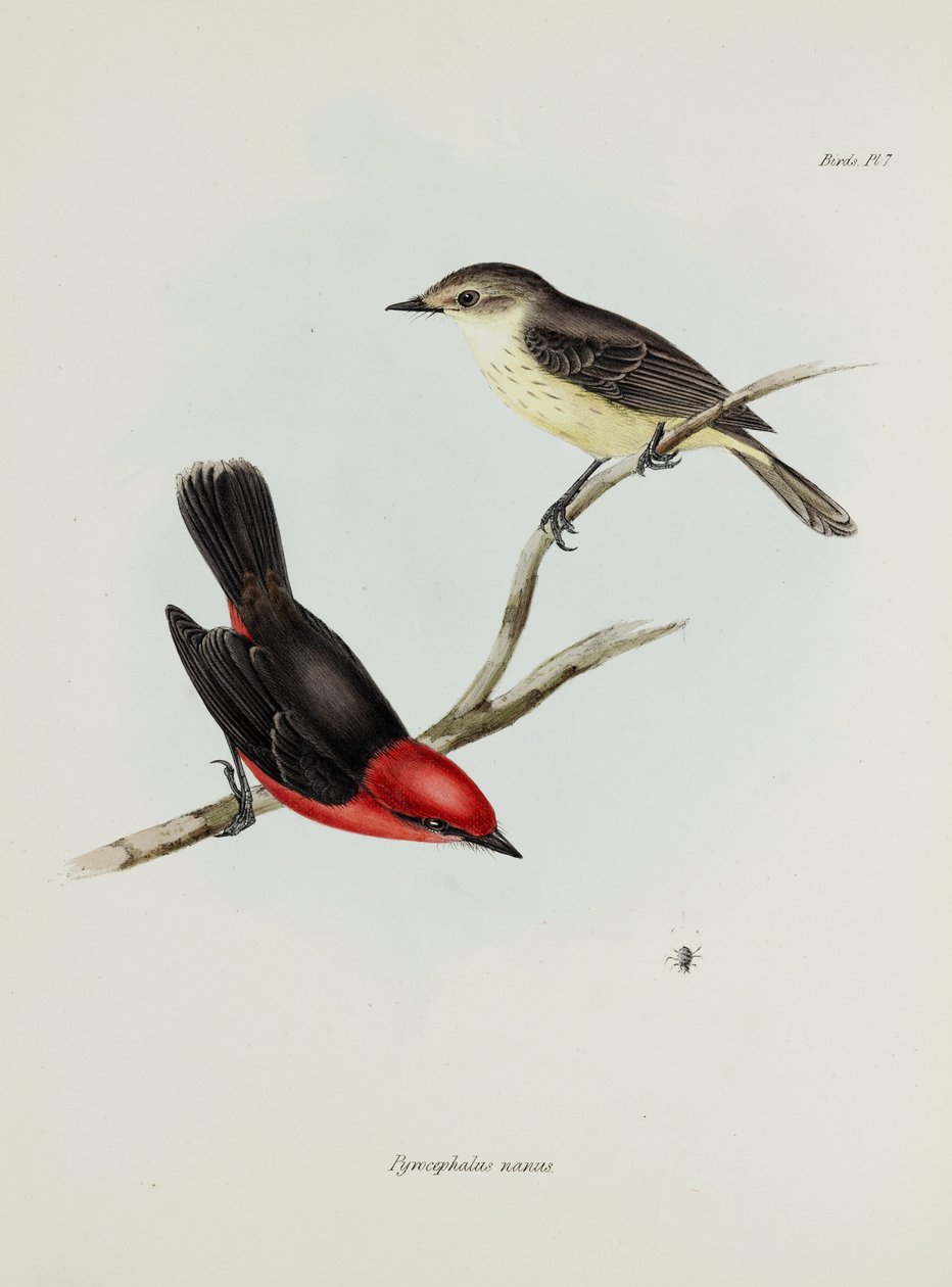 Bir çift kuş, c 1832-1836 by Unbekannter Künstler