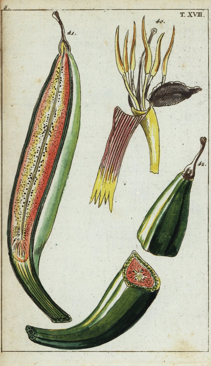 Plantains, Musa x paradisiaca. by Unbekannter Künstler