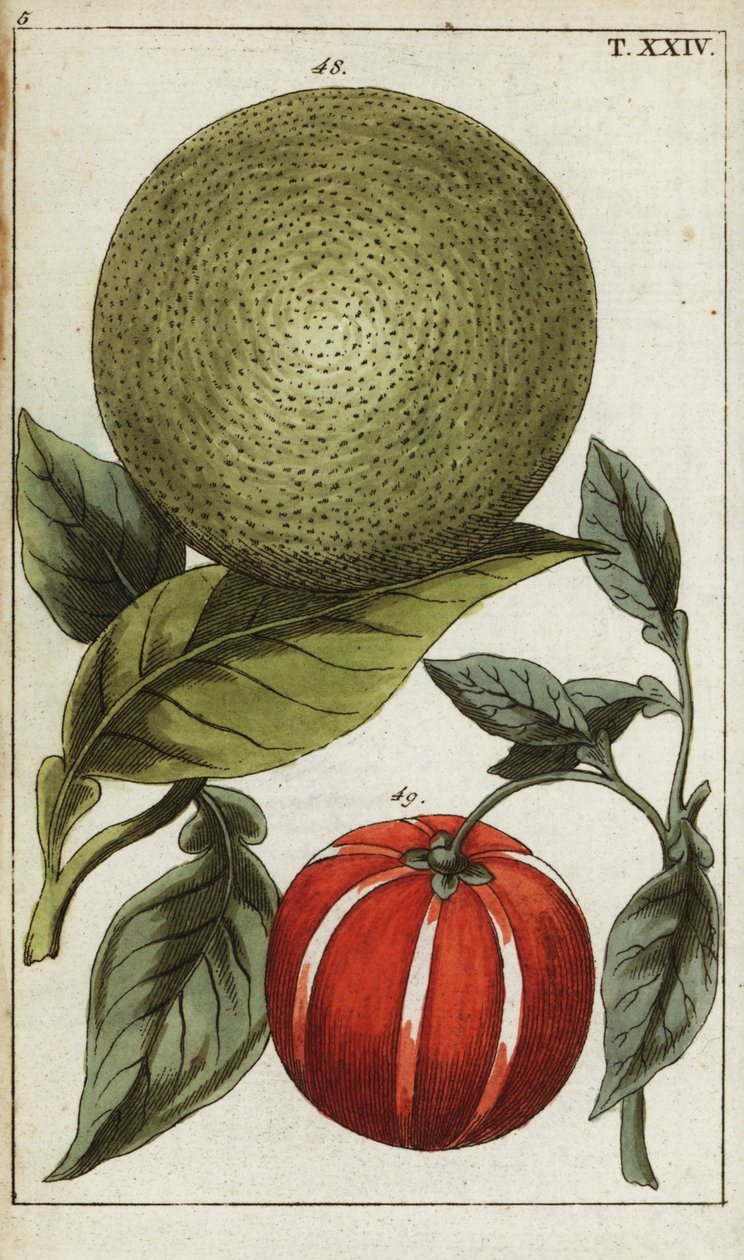 Pomelo veya pummelo, Citrus maxima. by Unbekannter Künstler
