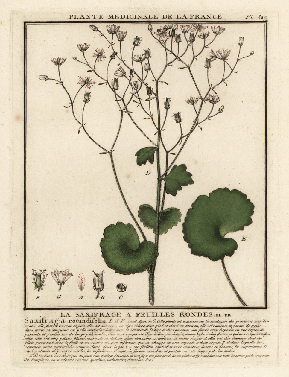 Yuvarlak katmanlı saksafon, saksafon rotundifolia. by Unbekannter Künstler