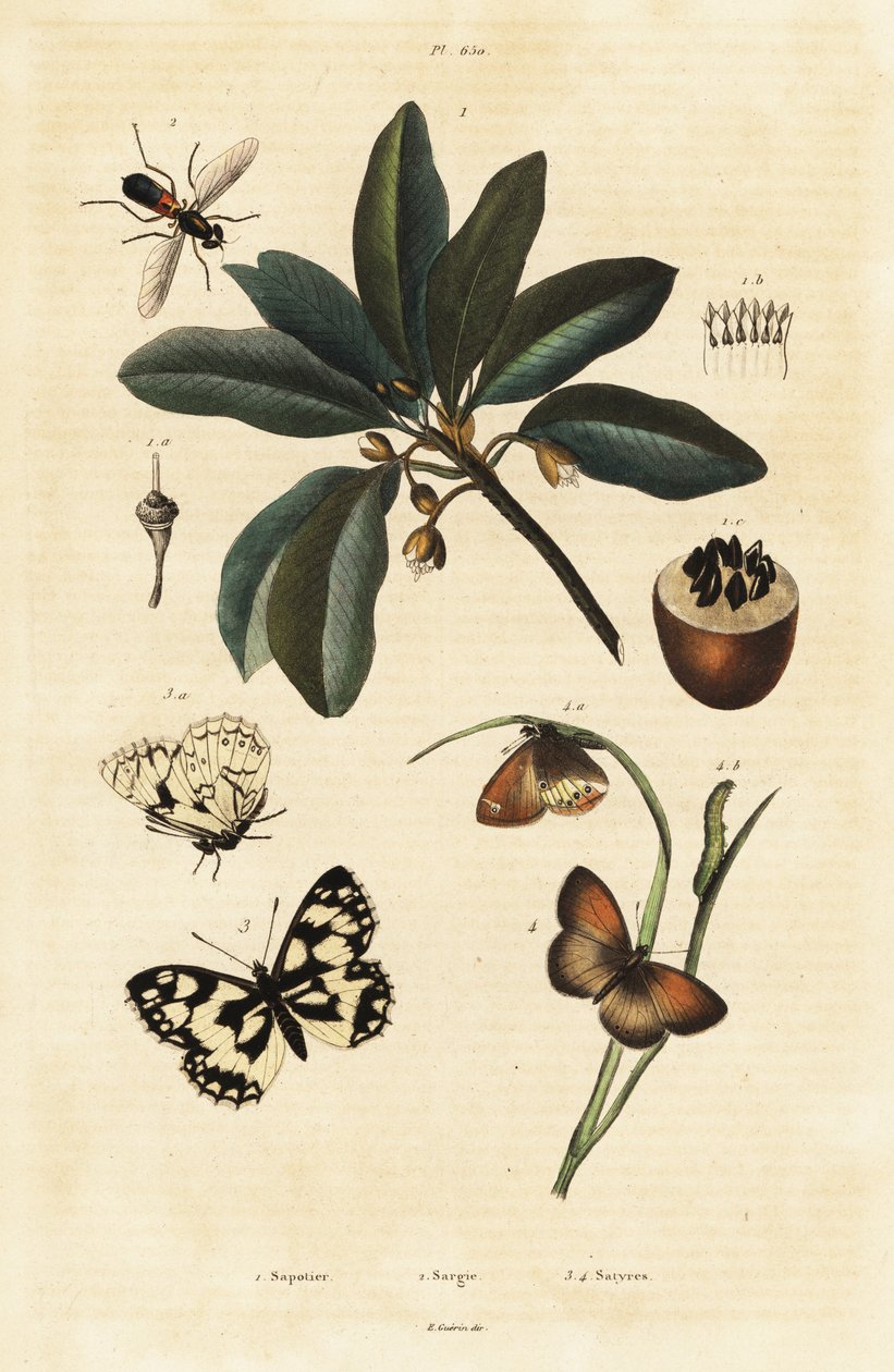 Sapodilla ve Güveler. by Unbekannter Künstler