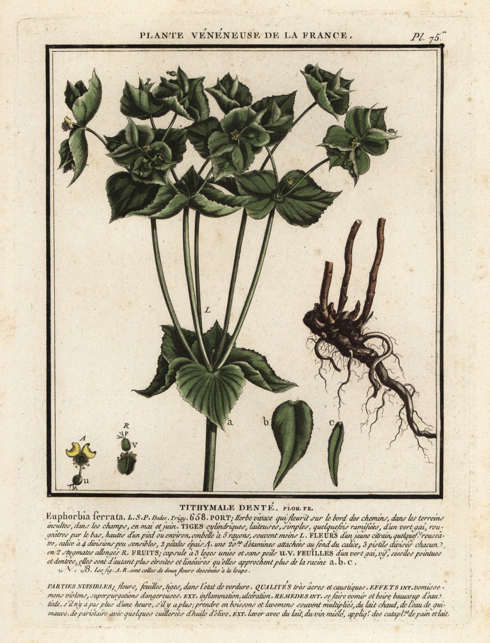 Tırtıklı sütleğen, Euphorbia serrata. by Unbekannter Künstler