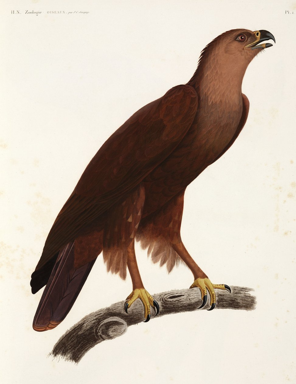 Shrill Eagle, Mısır by Unbekannter Künstler