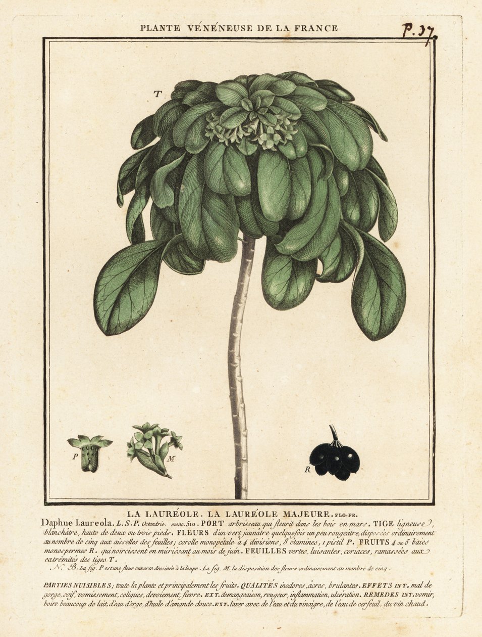 Spurge defne, Daphne laureola. by Unbekannter Künstler