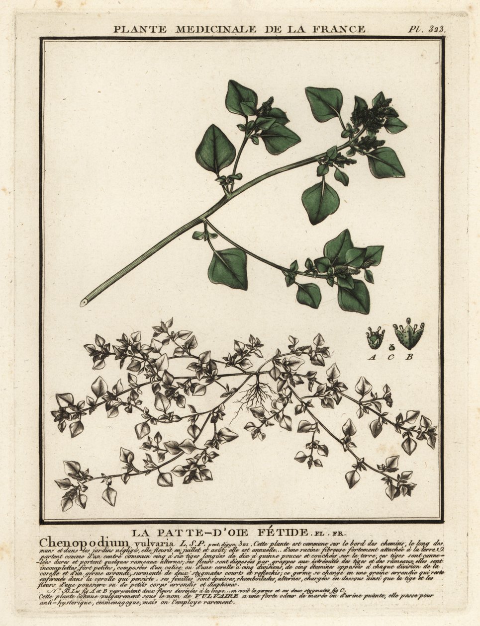 Kokuşmuş kaz ayağı, Chenopodium vulvaria. by Unbekannter Künstler