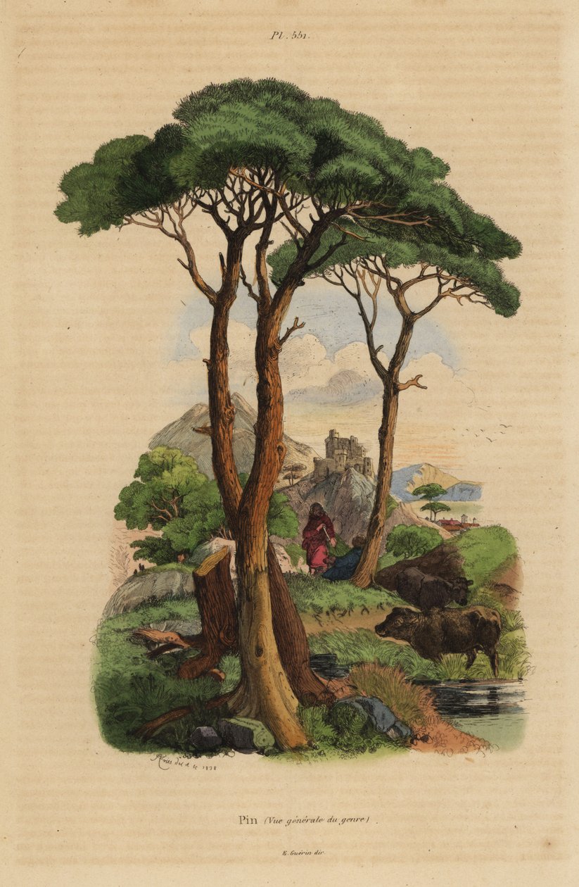 Fıstık çamı, Pinus pinea, Pin by Unbekannt