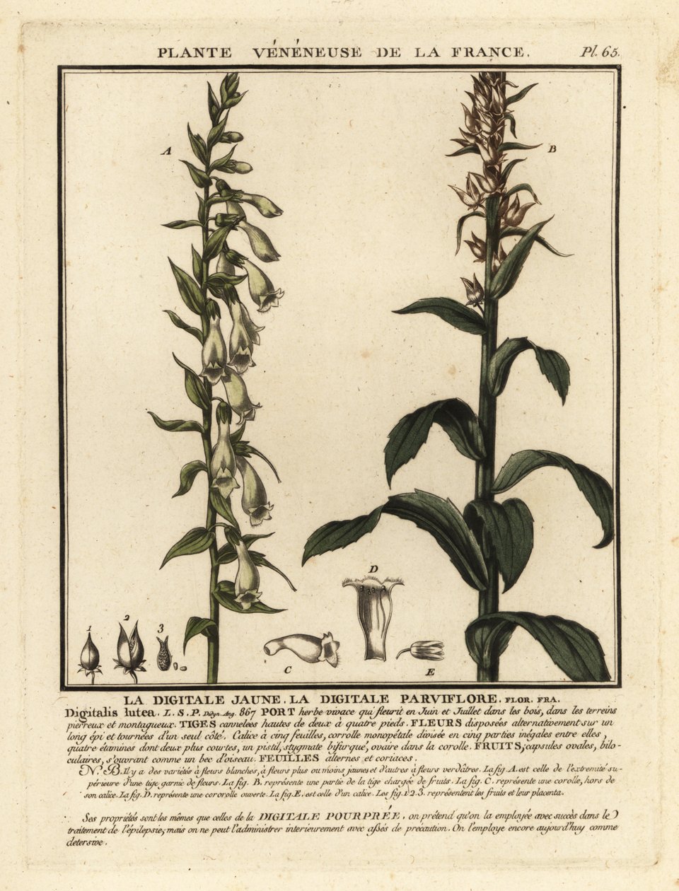 Saman yüksük otu, Digitalis lutea. by Unbekannter Künstler