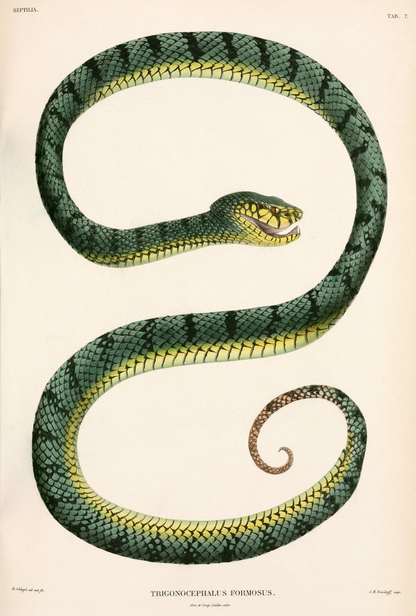 Sumatra Pit-Viper, Endonezya by Unbekannter Künstler