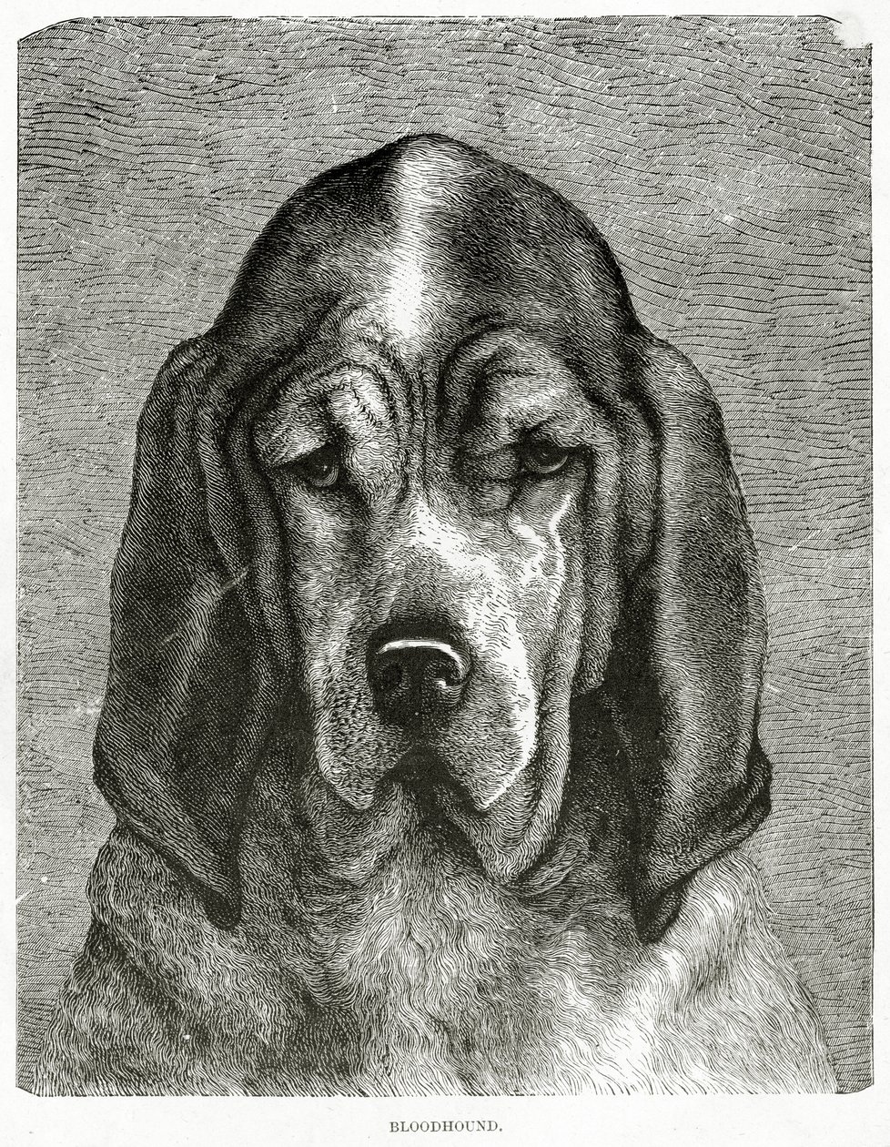 Bloodhound. 1902 (taş) by Unknown