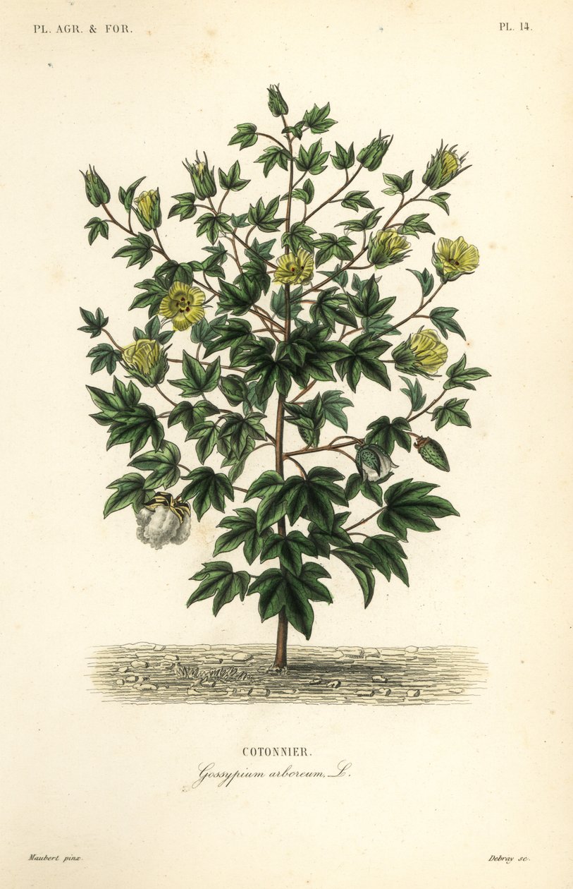 Ağaç pamuğu, Gossypium arboreum, Cotoninier by Unbekannt