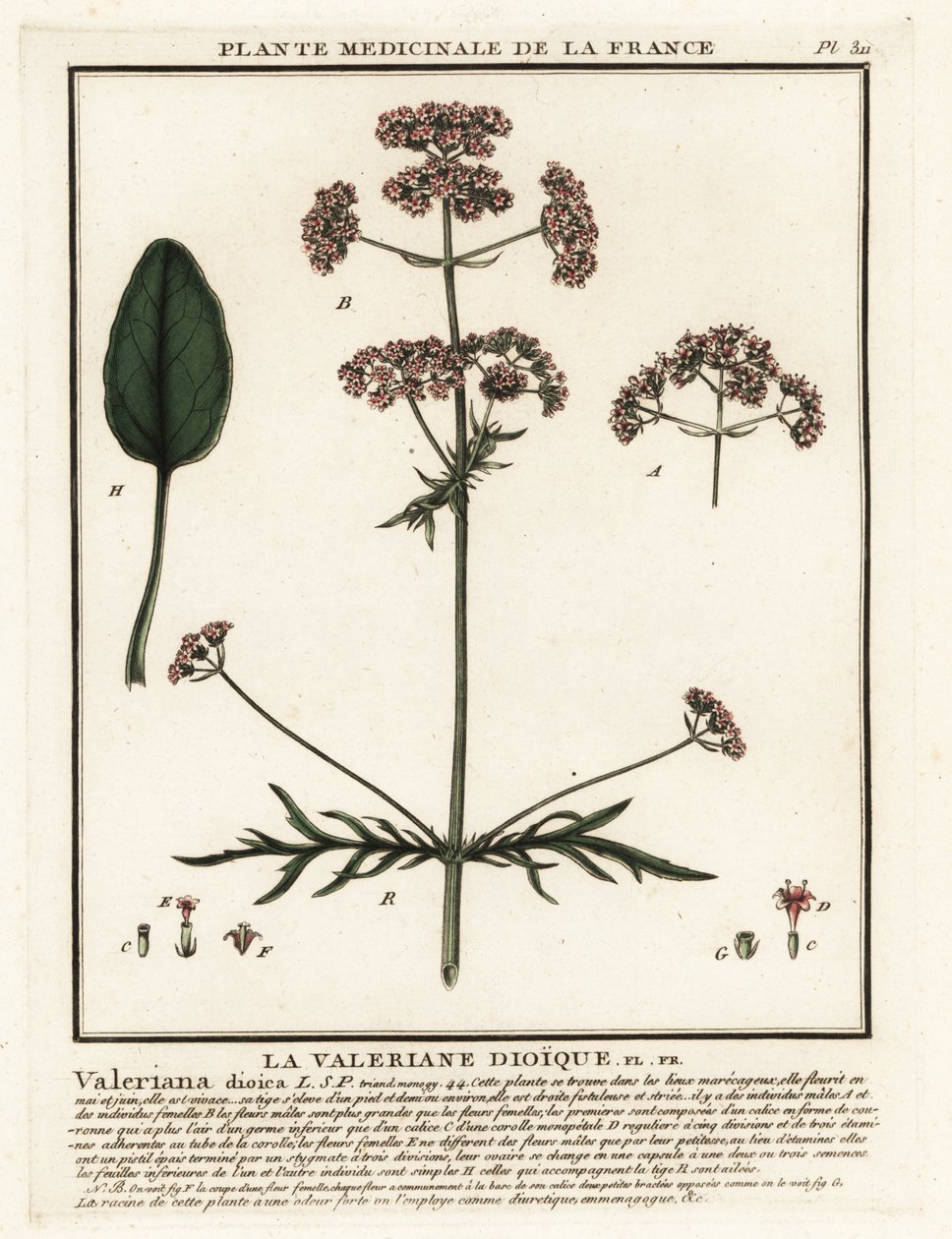 Kediotu, Valeriana dioica. by Unbekannter Künstler