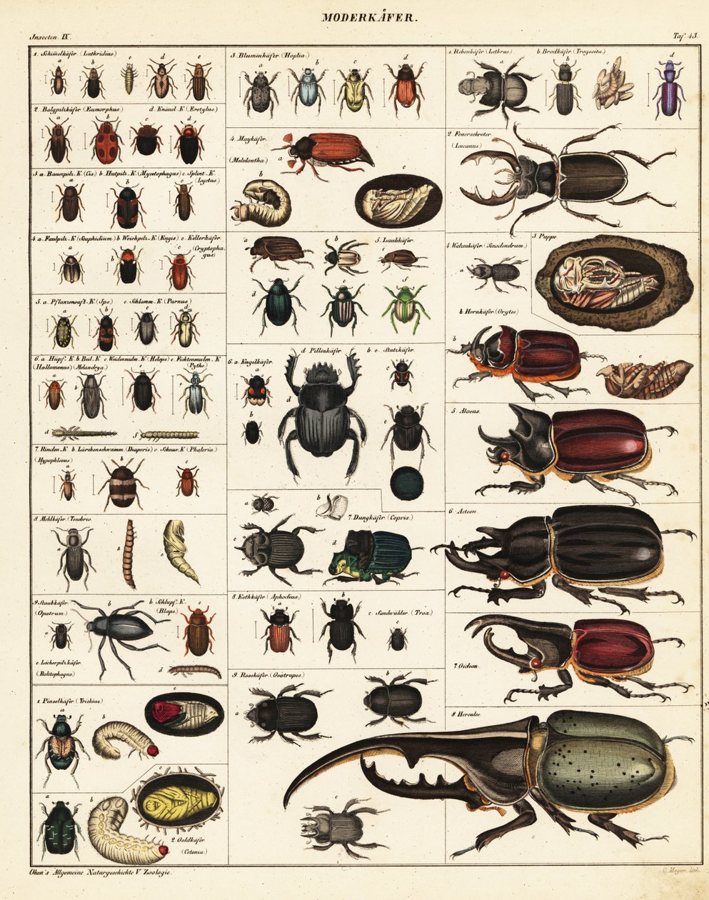 Böcek çeşitleri.,1841 (litografi) by Unbekannter Künstler
