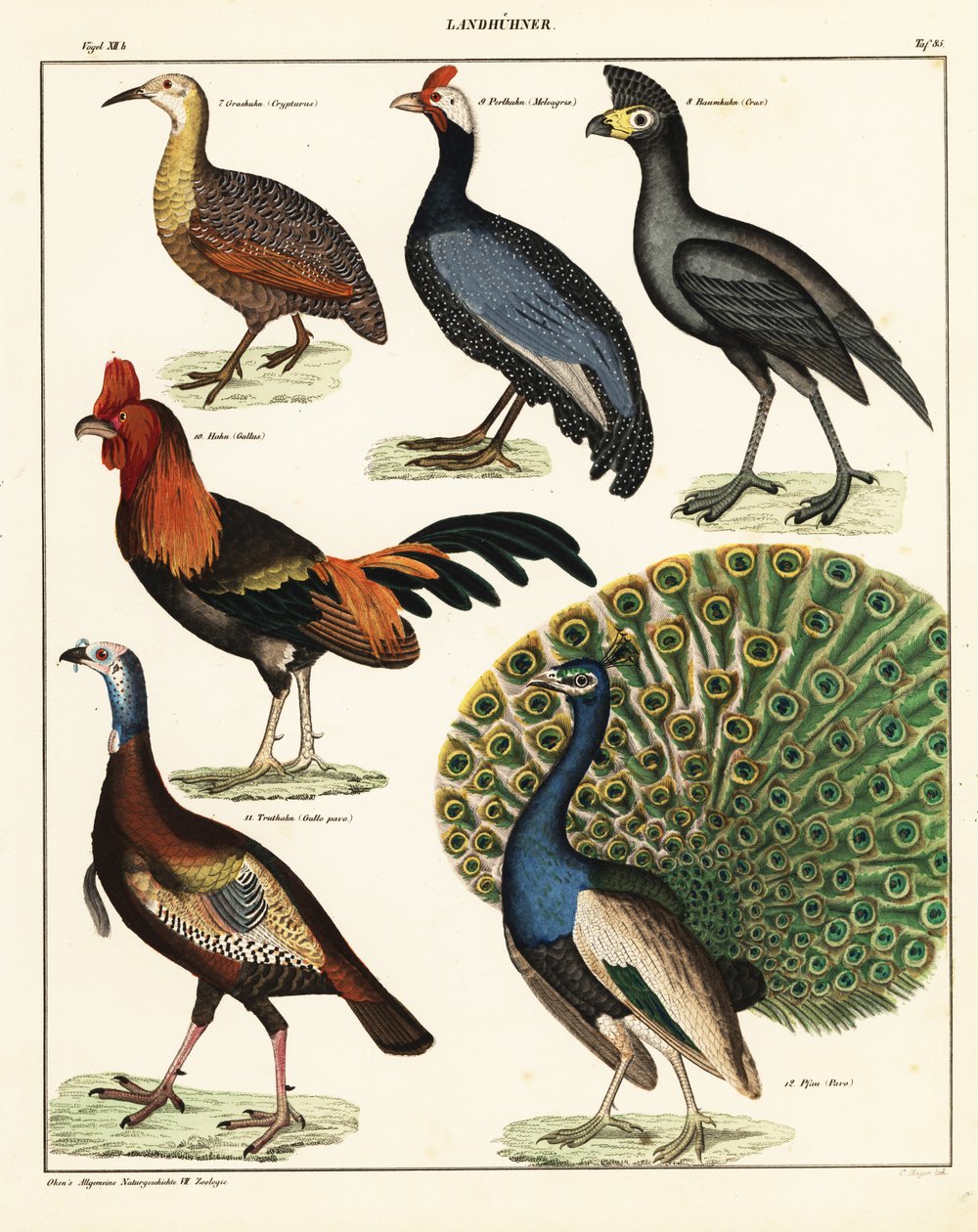 Kuş çeşitleri. ,1841 (litografi) by Unbekannter Künstler