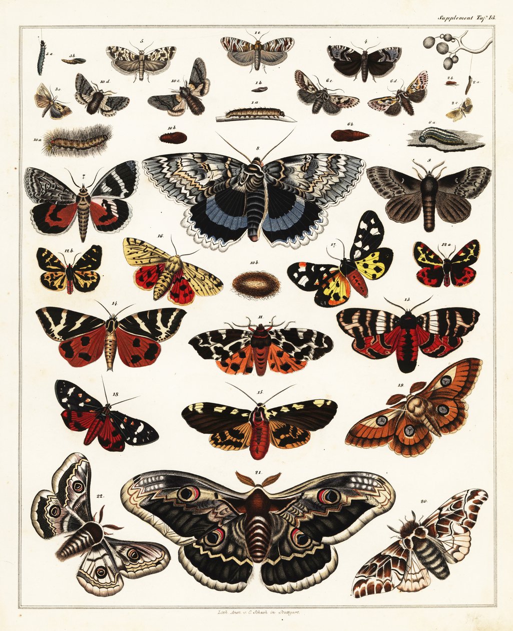 Kelebek, güve vb. çeşitleri 1841 (litografi) by Unbekannter Künstler