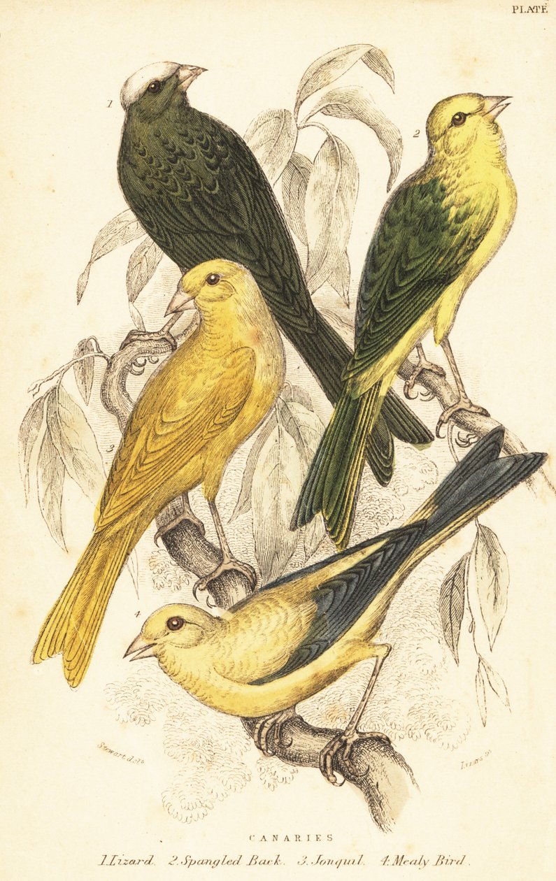 Kanarya çeşitleri, Serinus canaria domestica.1889 (gravür) by Unbekannter Künstler