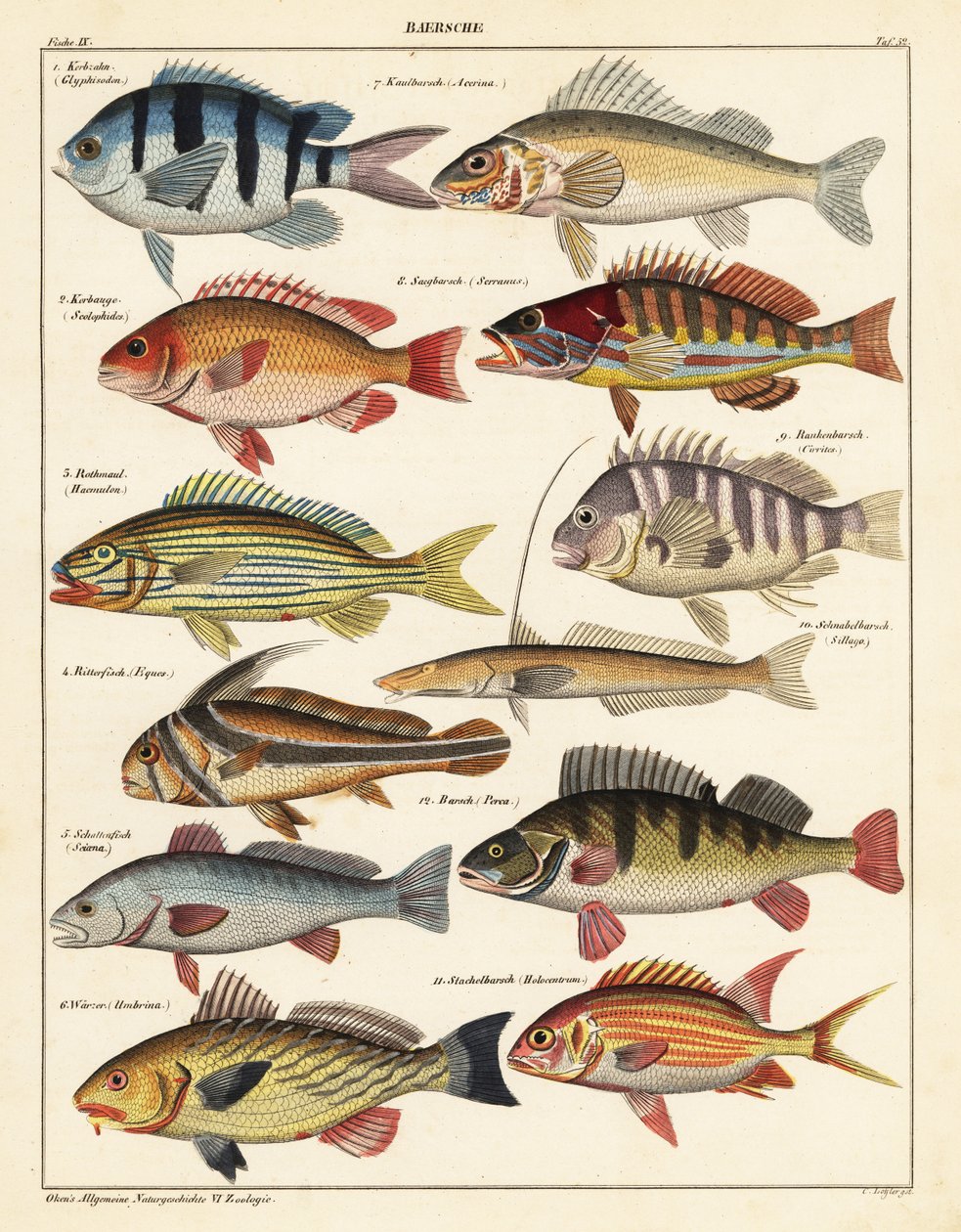 Balık çeşitleri.,1841 (litografi) by Unbekannter Künstler