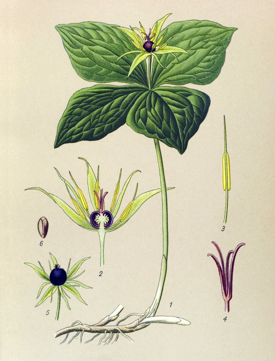 Venöz bitki (zehirli): Dört yapraklı Parisette (Paris quadrifolia) by Unbekannter Künstler