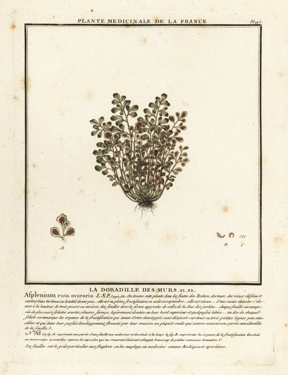 Duvar rue, Asplenium rue-muraria. by Unbekannter Künstler