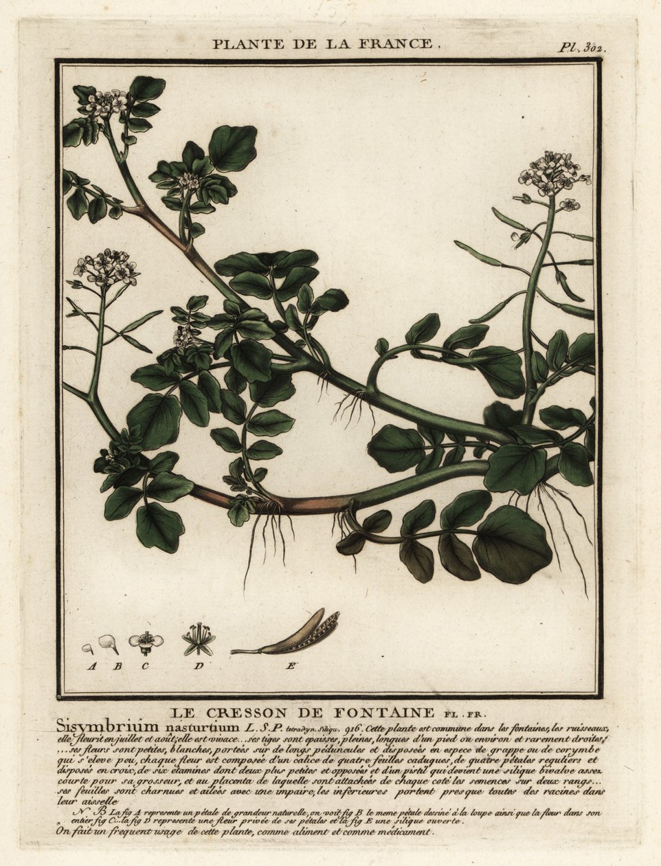 Su teresi, Nasturtium officinale. by Unbekannter Künstler