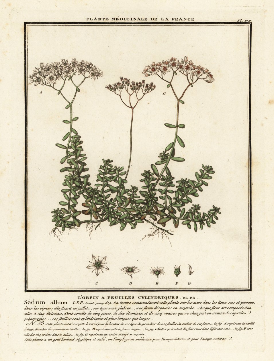 Beyaz stonecrop, Sedum albümü. by Unbekannter Künstler