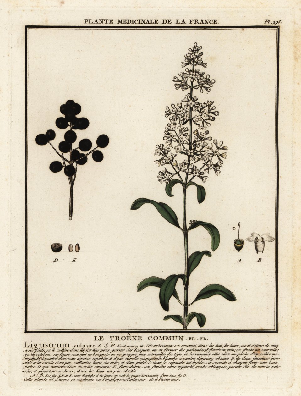 Vahşi yoksunluk, Ligustrum vulgare. by Unbekannter Künstler