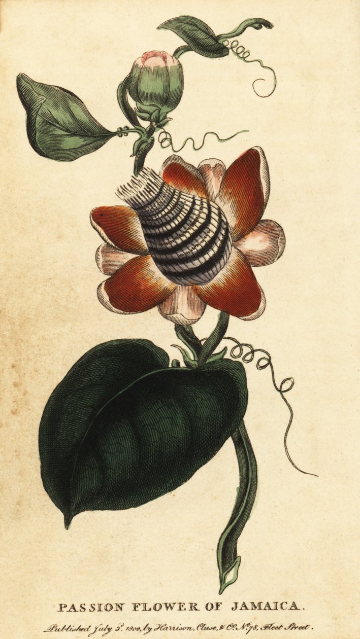 Kanatlı çarkıfelek çiçeği, Passiflora elata.,1800 (gravür) by Unbekannter Künstler