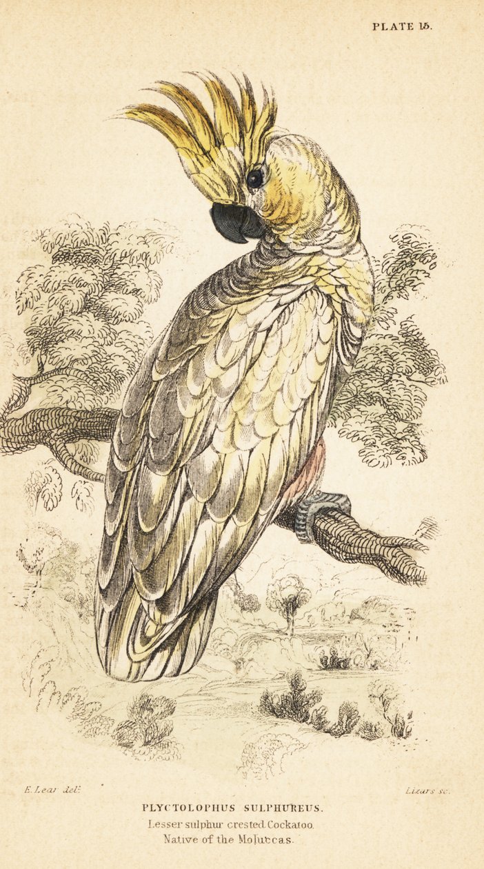 Sarı tepeli kakadu, Cacatua sulphurea. 1889 kritik tehlikede (gravür) by Unbekannter Künstler