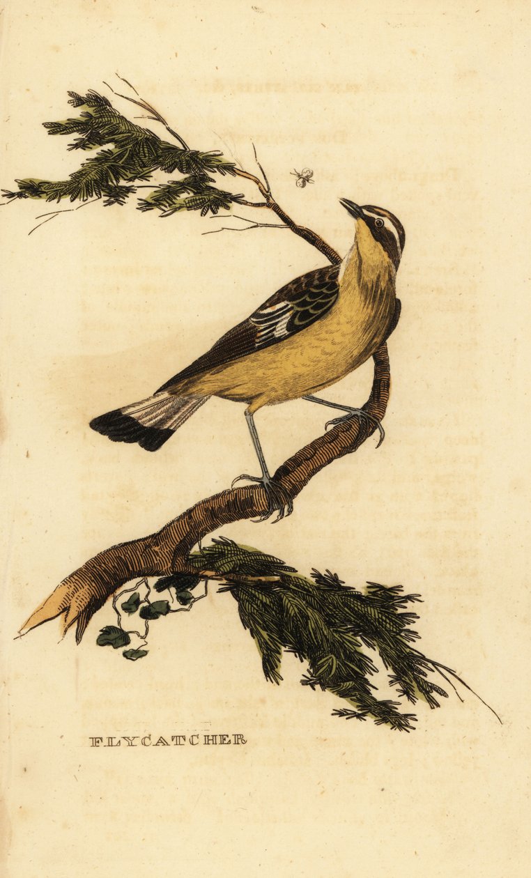 Sarı sırtlı sinekkapan, Ficedula zanthopygia. 1815 (gravür) by Unbekannter Künstler