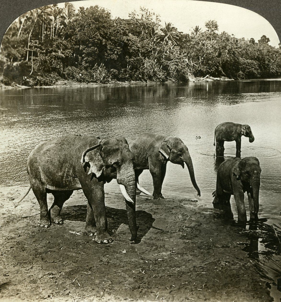 Filler, Sri Lanka Seylan. by Underwood and Underwood