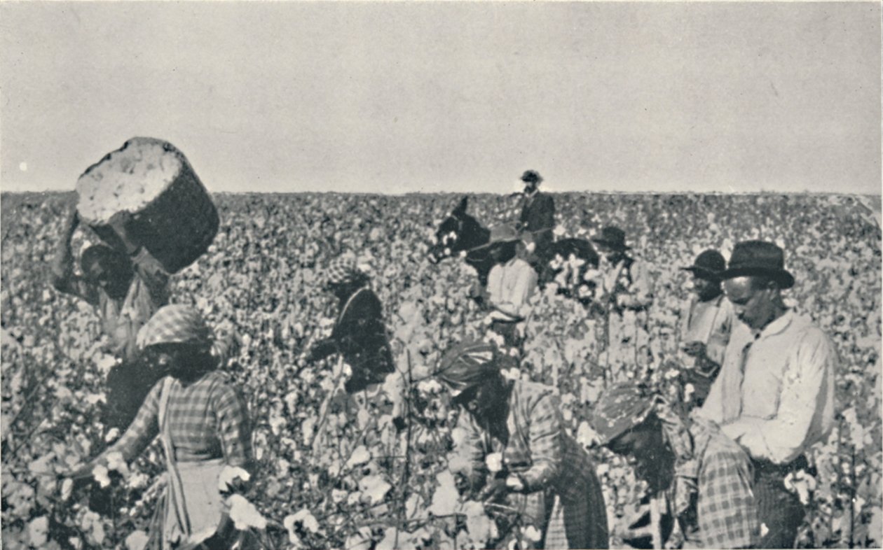 Pamuk Toplama, 1916 by Underwood and Underwood