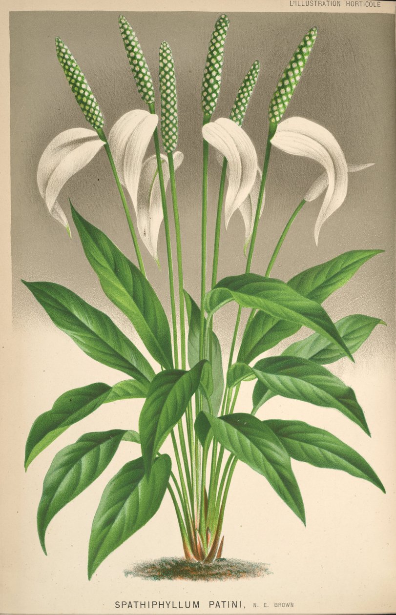 Spathiphyllum patini by Unknown
