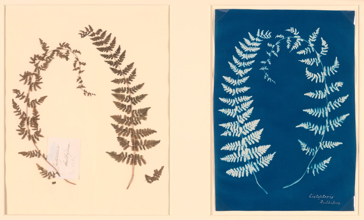 Hatton Fern Albümünden by Unknown