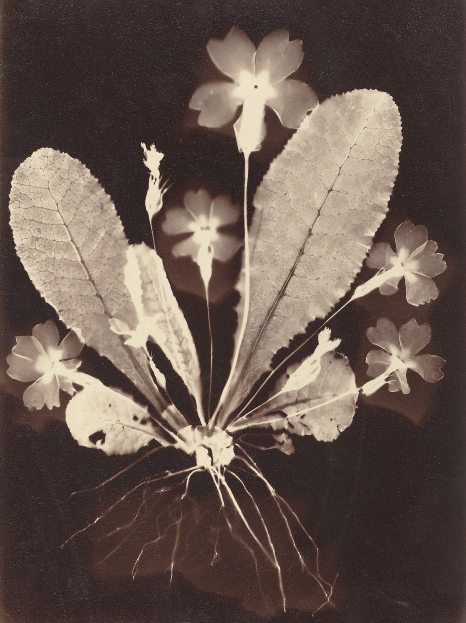 Botanik Fotogram by Unknown 19th Century