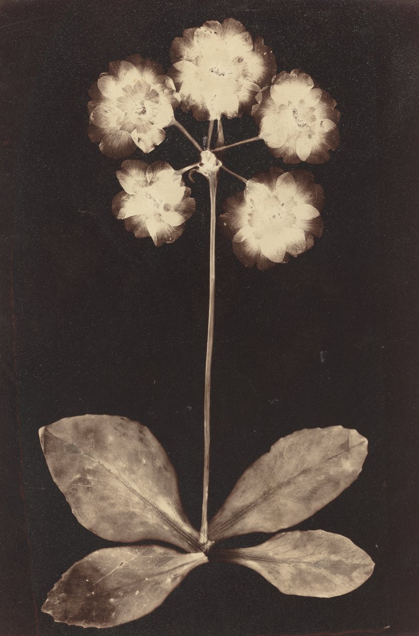 Botanik Fotogram by Unknown 19th Century