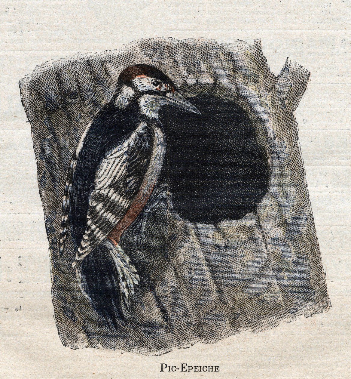 Tarıma faydalı kuşlar:Ağaçkakan by Unknown artist