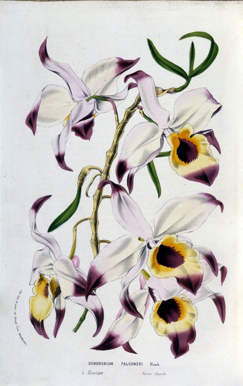 Dendrobium falconeri: orkide ailesi. by Unknown artist