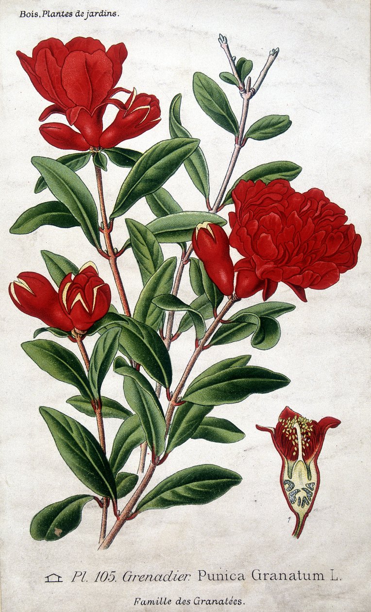 Bahçe bitkileri: nar çiçekleri (Grenatees ailesi). by Unknown artist