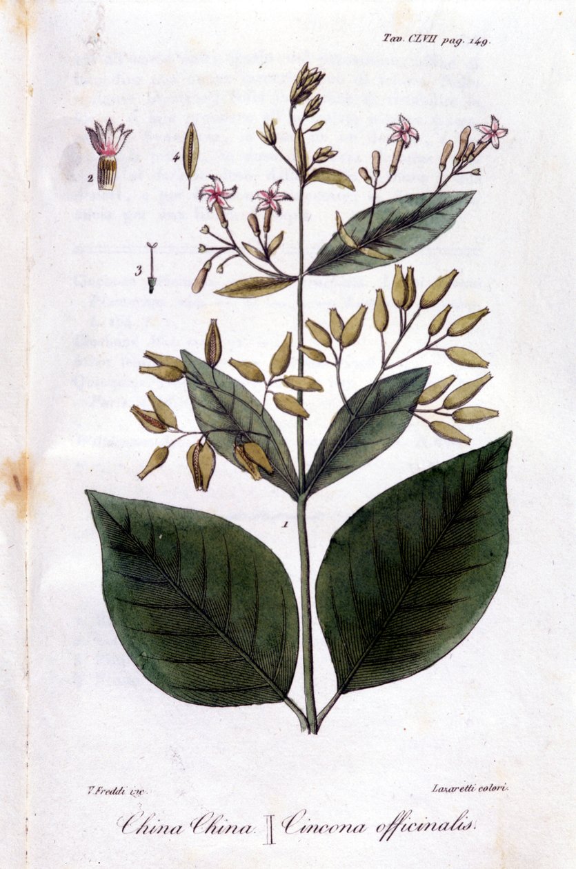 Quinquina tabağı (Cinchona Officinalis). by Unknown artist