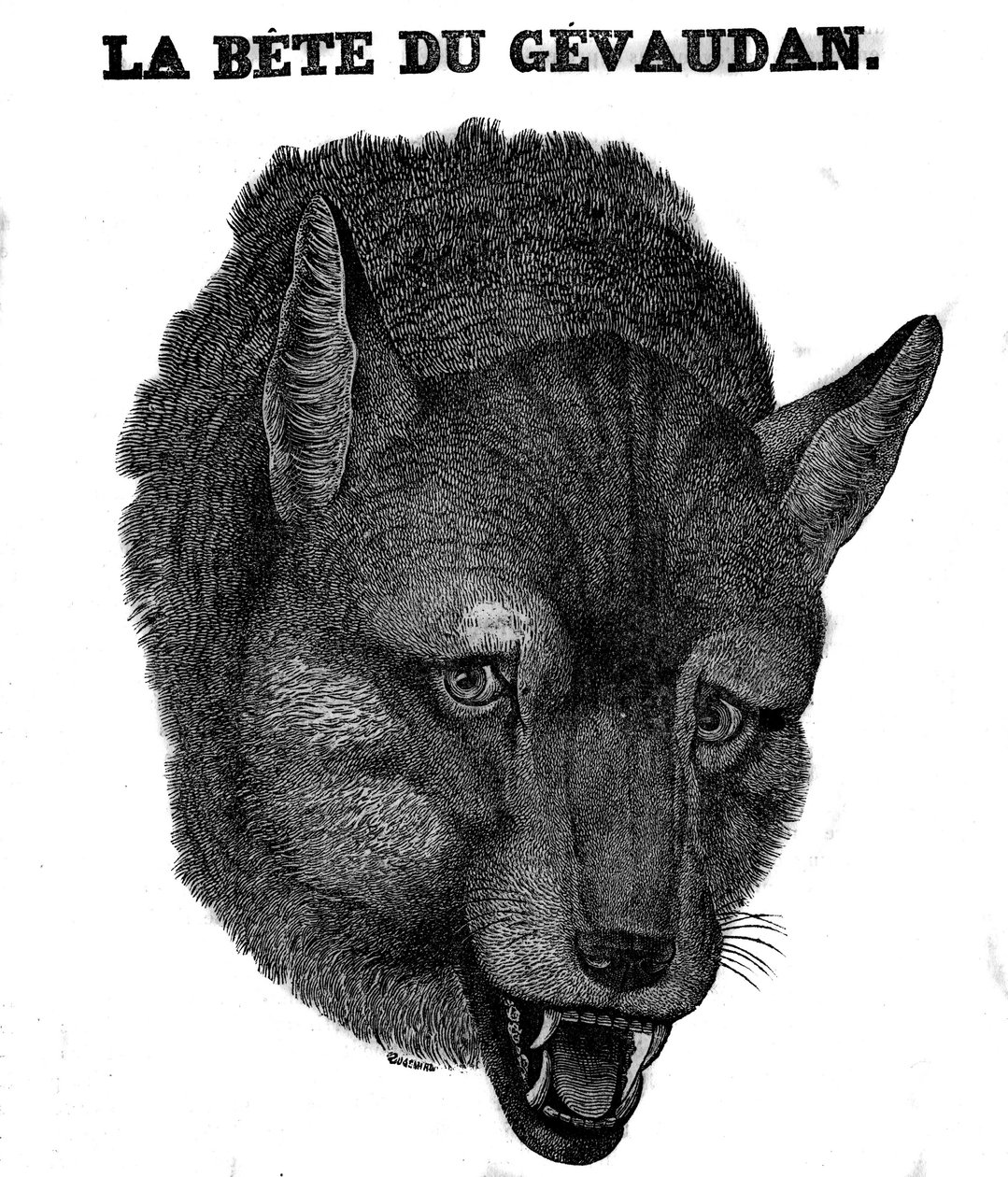 Bete du Gevaudan