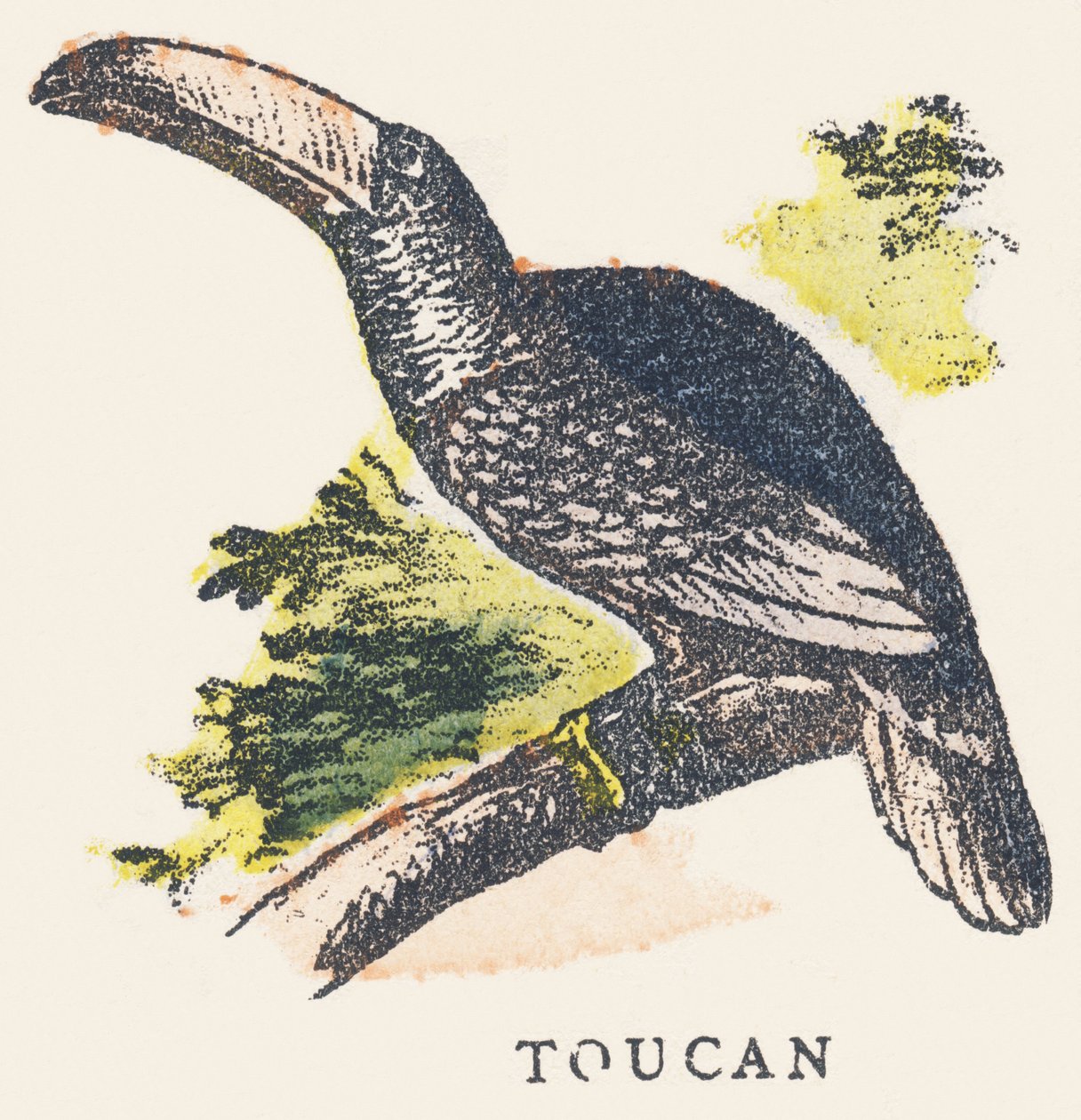 T: tukan by Unknown artist