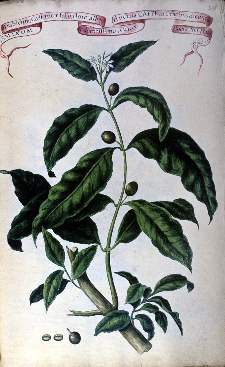 Kahve ağacı. 19. yüzyıl herbaryumu. by Unknown artist