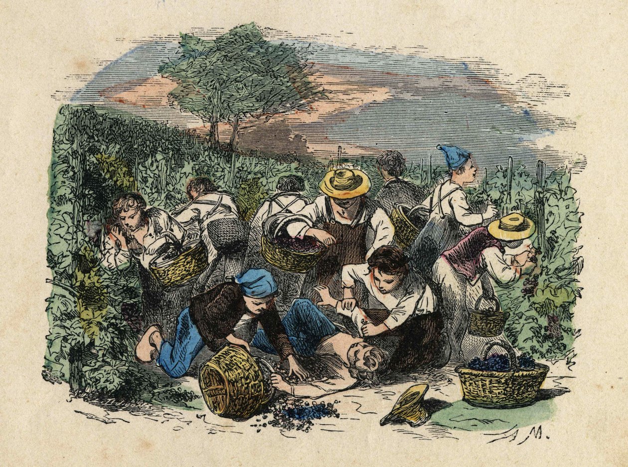 Hasat. 19. yüzyıl illüstrasyonu. Bianchetti Koleksiyonu by Unknown artist
