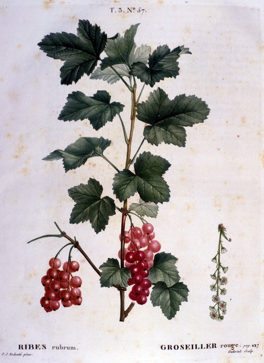 Bektaşi üzümü: 19. yüzyıl botanik tahtası. by Unknown artist