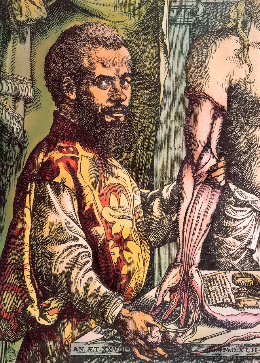 Andreas Vesalius (Gravür by Unknown artist