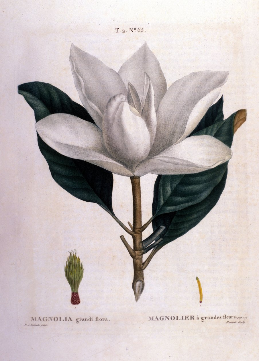 Botanik kurulu: Manolya. by Unknown artist