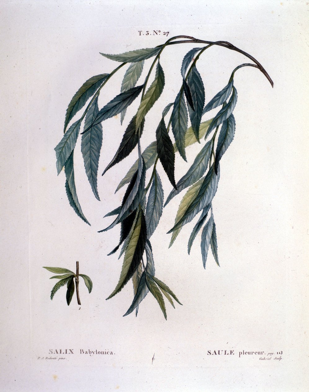 Ağlayan söğüt yaprağı (Salix babylonica). by Unknown artist