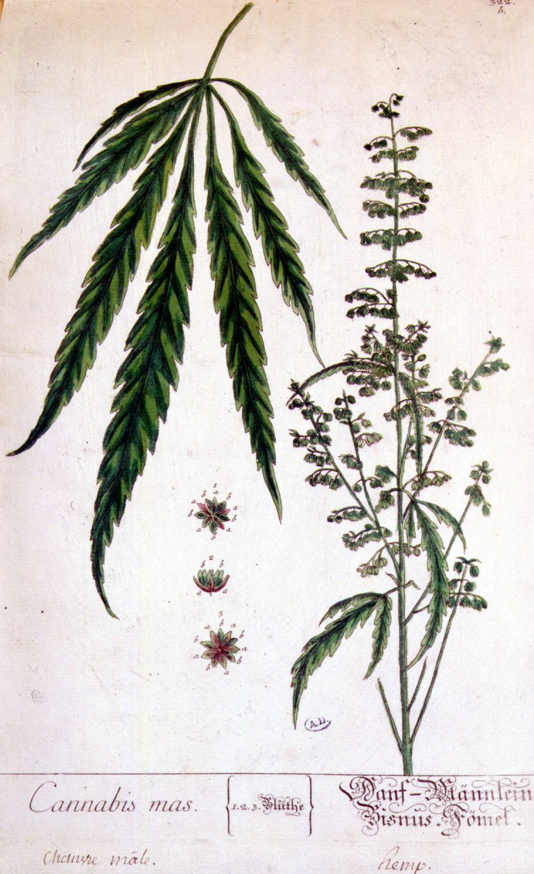Erkek kenevir bitkisi. 19. yüzyıl gravürü. by Unknown artist