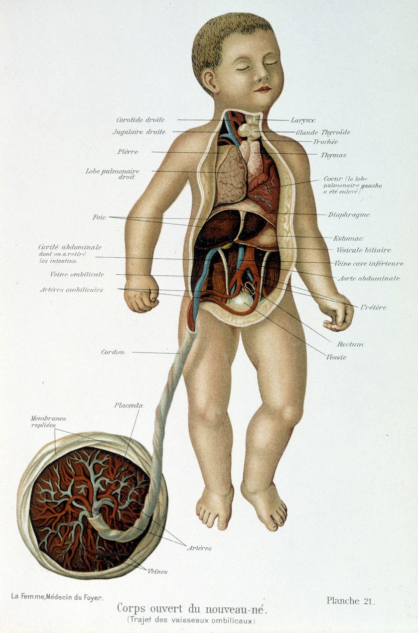 Tıp: yenidoğan (büstünde derili). by Unknown artist