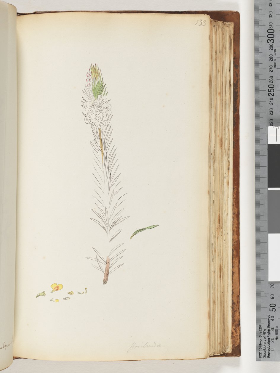 Sayfa 133. Floribunda bitmemiş çizim by Unknown artist