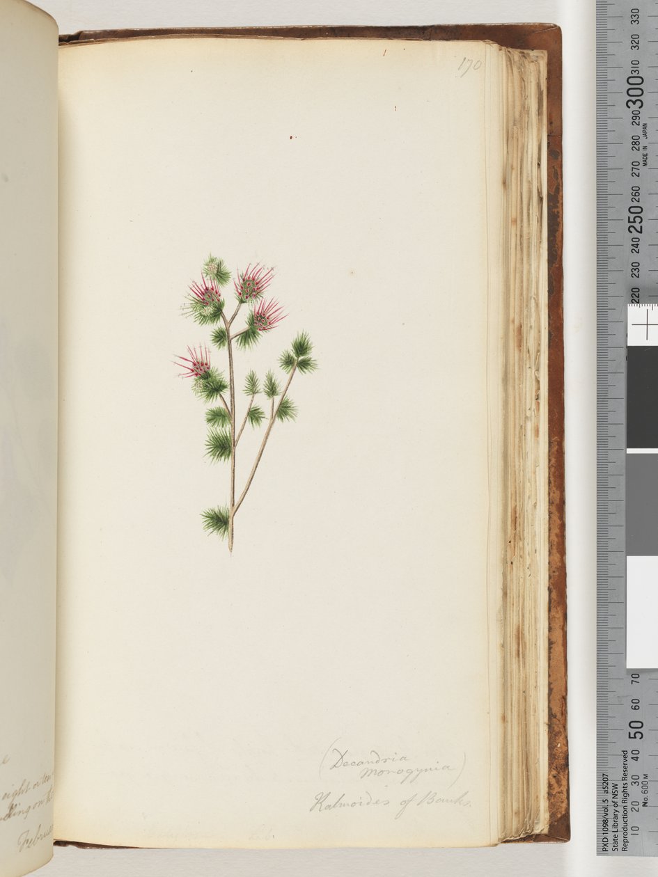 Sayfa 170. Decandria monogynia. Bankaların Kalmoides by Unknown